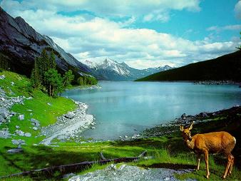 Nature Scene
